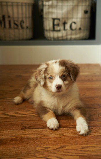Mini Aussiedoodle Puppy For Sale - Windy City Pups